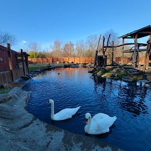 Living Treasures Moraine - Mute swans