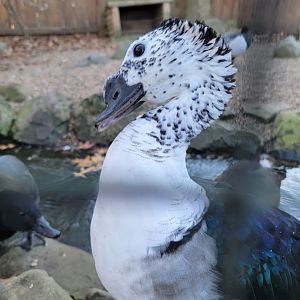 Living Treasures Moraine - Knob-billed duck trying to fight off others for food (that I didn't have)