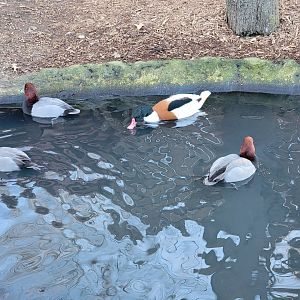 Living Treasures Moraine - Redheads and a male common shelduck