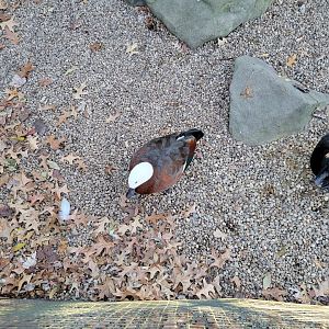 Living Treasures Moraine - Paradise shelduck pair