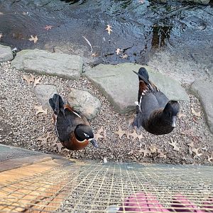 Living Treasures Moraine - Australian shelduck pair