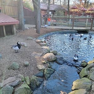 Living Treasures Moraine - Waterfowl pond, species visible in comments