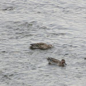 Eurasian Teal(Anas Crecca)