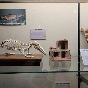 Boonshoft - Random platypus skeleton