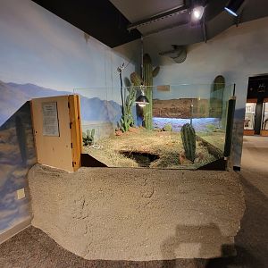 Boonshoft - Desert tortoise