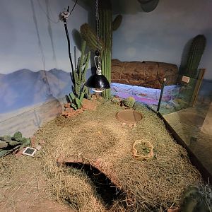 Boonshoft - Desert tortoise