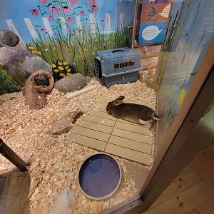 Boonshoft - Domestic rabbit