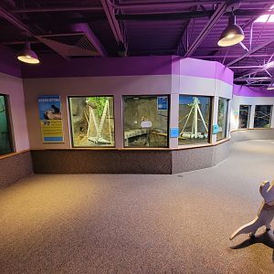 Boonshoft - North American river otter exhibit
