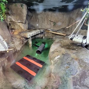 Boonshoft - North American river otter exhibit