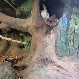 Boonshoft - Linnaeus's sloth