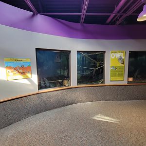 Boonshoft - Burrowing owl and gopher tortoise