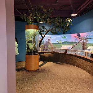 Boonshoft - Gecko and turkey vulture