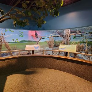 Boonshoft - Turkey vulture