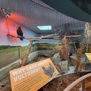 Boonshoft - Turkey vulture