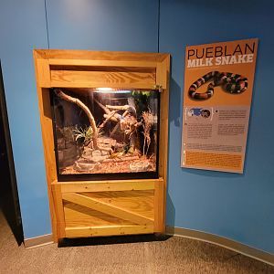 Boonshoft - Pueblan milksnake