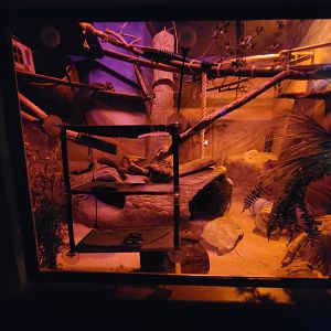 Boonshoft - Sand cat