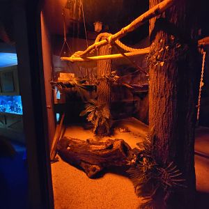 Boonshoft - Kinkajou