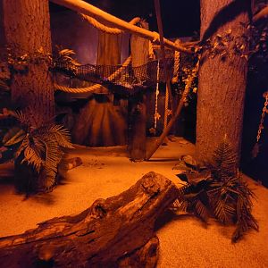 Boonshoft - Kinkajou