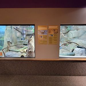 Boonshoft - Meerkats and Von der Decken's hornbill