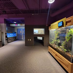 Boonshoft - Other end of zoo hall; armadillo and fish on left, foxes ahead, poison dart frogs on right