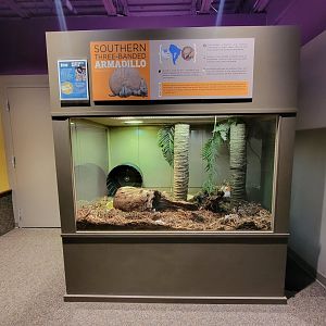 Boonshoft - Southern three-banded armadillo