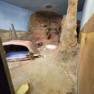 Boonshoft - Bat-eared foxes