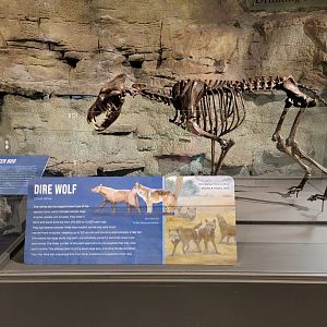 Boonshoft - Dire wolf