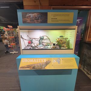 Boonshoft - Uromastyx, unspecified species