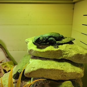 Boonshoft - Uromastyx, unspecified species