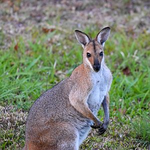 Red-necked Wallaby