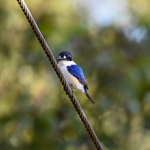 Forest Kingfisher