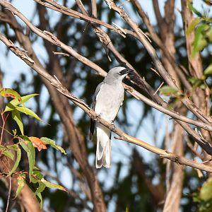 White-bellied Cuckoo-shrike