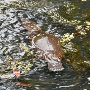 Platypus