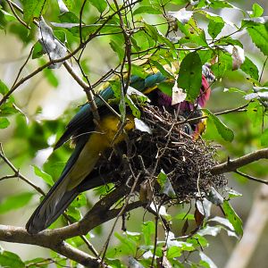 Wompoo Fruit-Dove nest