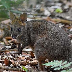 Red-legged Pademelon joey