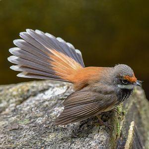 Australian Rufous Fantail