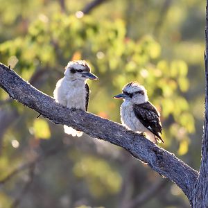 Kookaburras at sunset