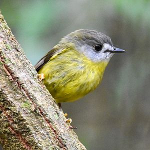 Pale-Yellow Robin
