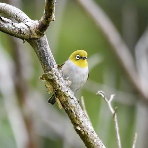 Silvereye