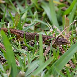 Highland Forest Skink