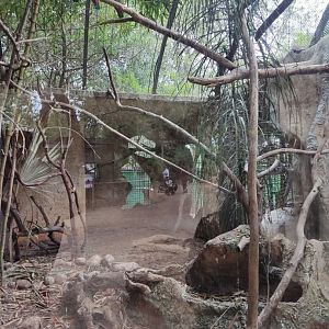 Scaly-headed Parrot, Golden Parakeet