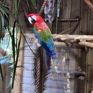 Green-winged Macaw