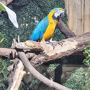 Blue and Yellow Macaw