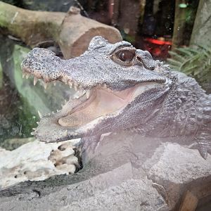 Dwarf Crocodile