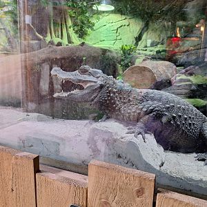 Dwarf Crocodile