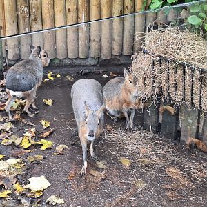 Patagonian Maras