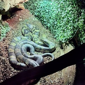 False Water Cobras