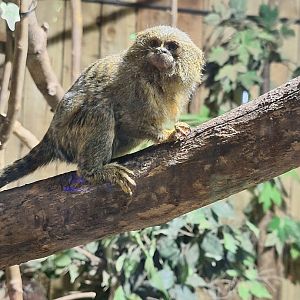 Pygmy Marmoset