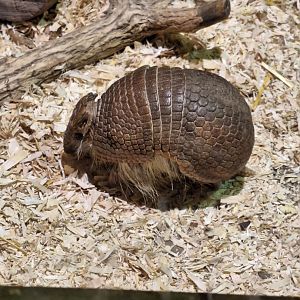 Three-banded Armadillo