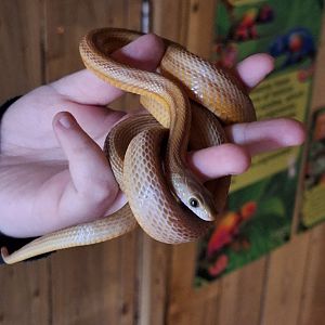 Corn Snake